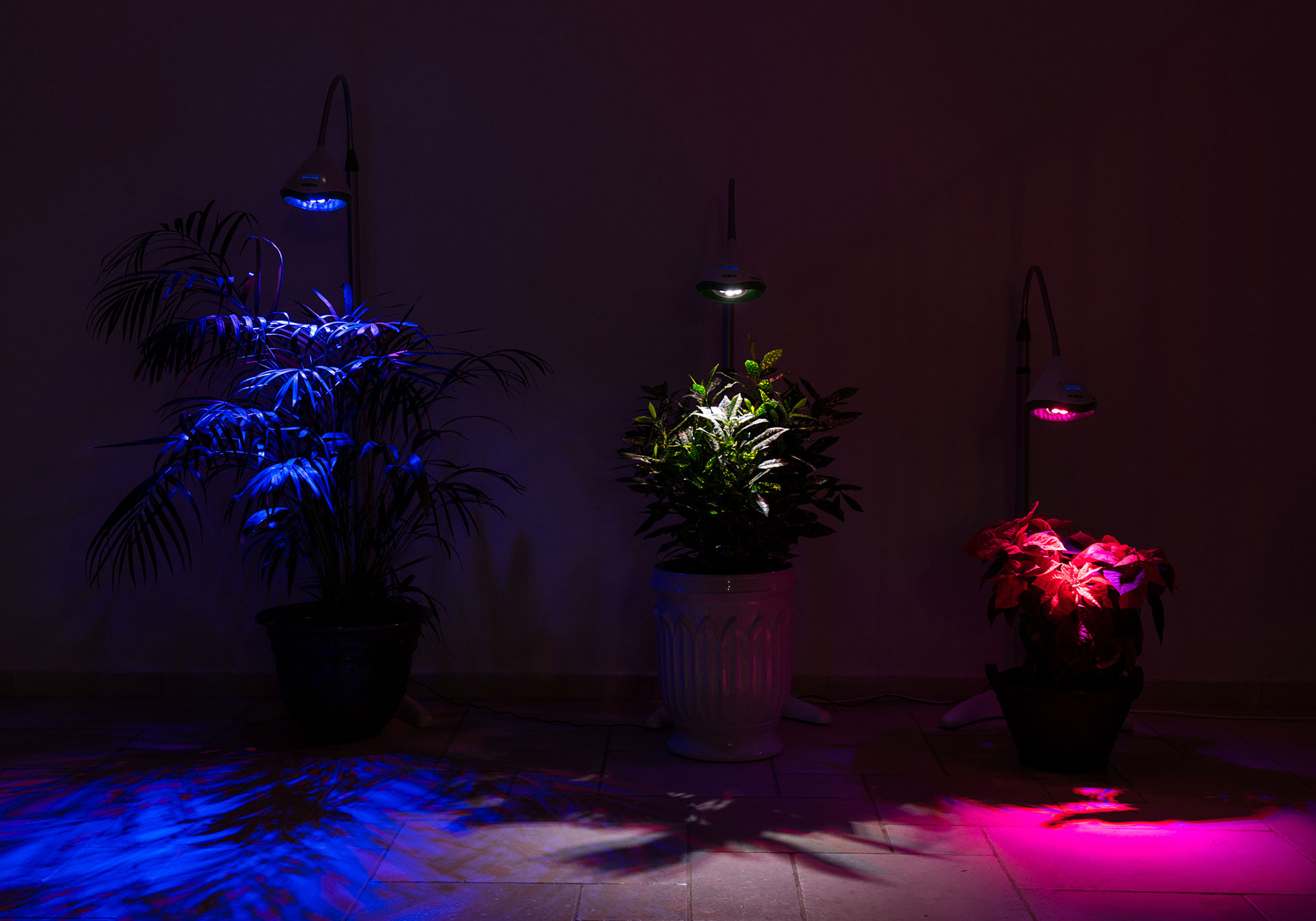 תאורה לגידול צמחים בבית - 3 צבעים