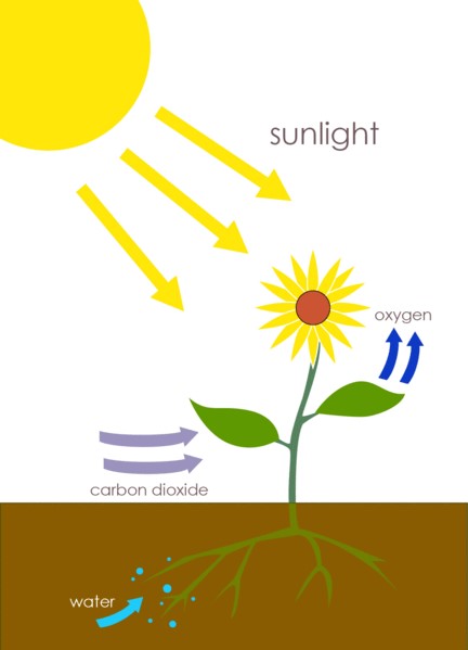 פוטוסינתזה - תאורה לצמחים