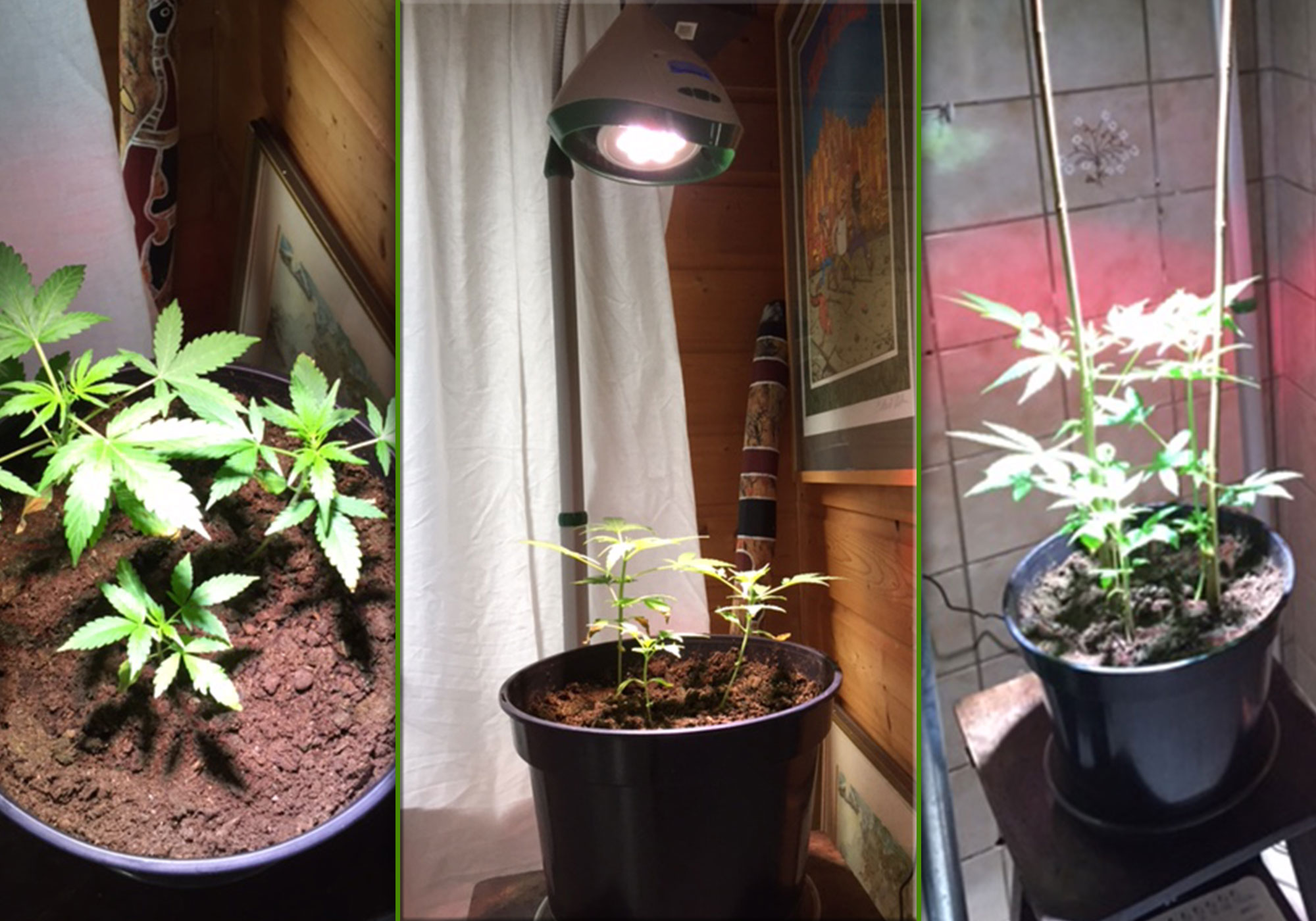 לגדל צמחים בבית בקלות - וקה סאן