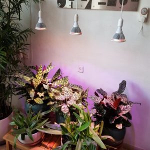 תאורה לגידול צמחים